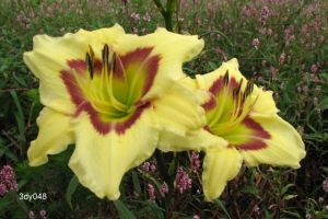 Daylily El Desperado